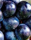 Raisin mûr