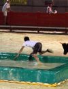 Taureaux-piscine