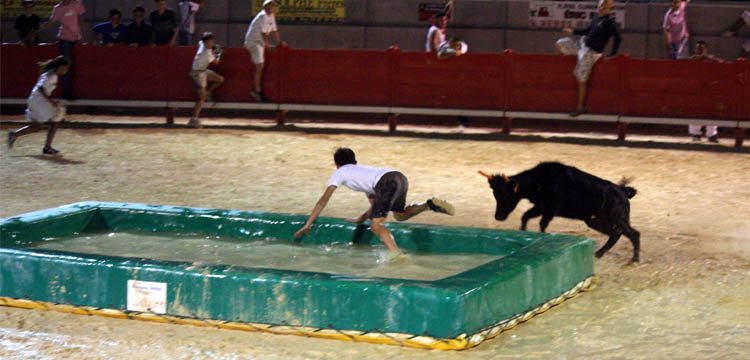 Taureaux-piscine