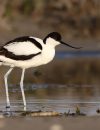 L'avocette élégante - © Xavier Rufray
