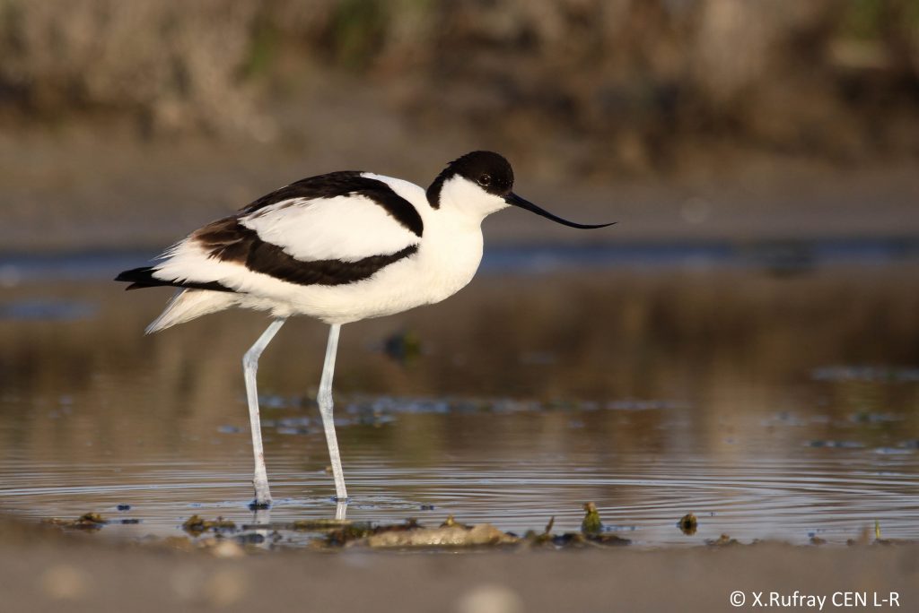 L'avocette élégante - © Xavier Rufray